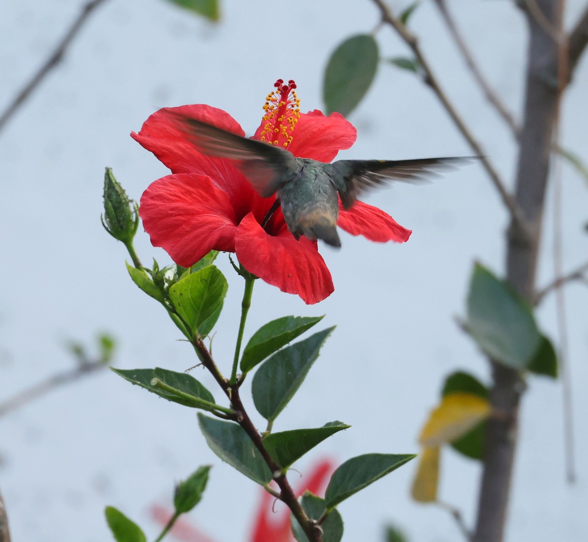 vesperkolibri - ML644547521