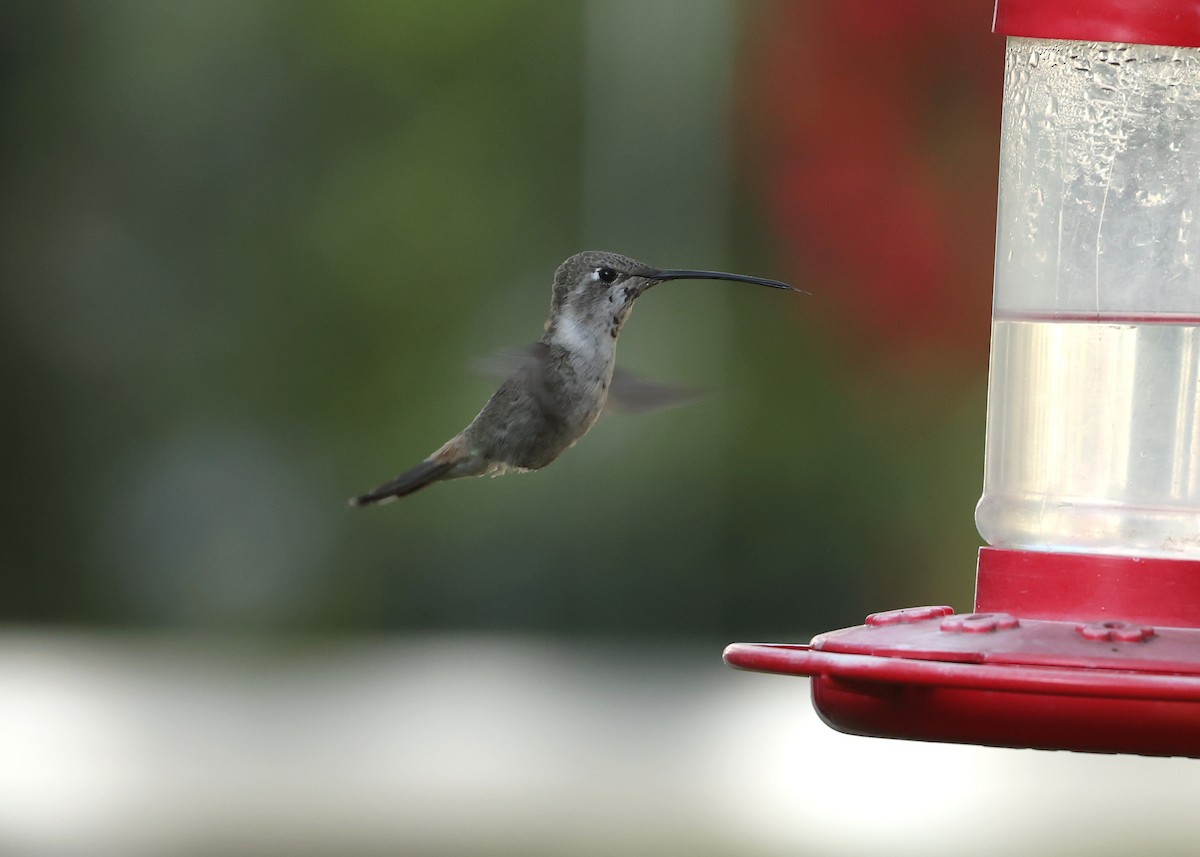 vesperkolibri - ML644547522