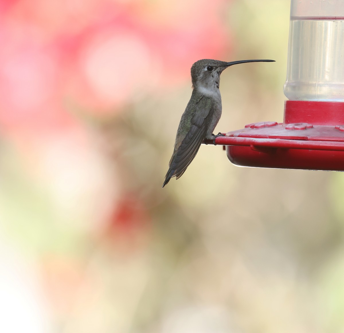 vesperkolibri - ML644547523