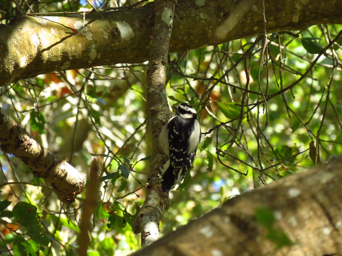 dunspett (gairdnerii/turati) - ML644547524