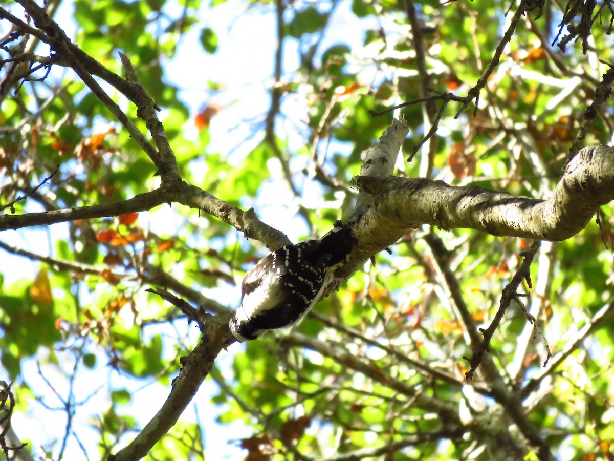 dunspett (gairdnerii/turati) - ML644547525