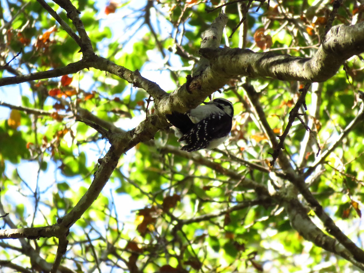 dunspett (gairdnerii/turati) - ML644547526