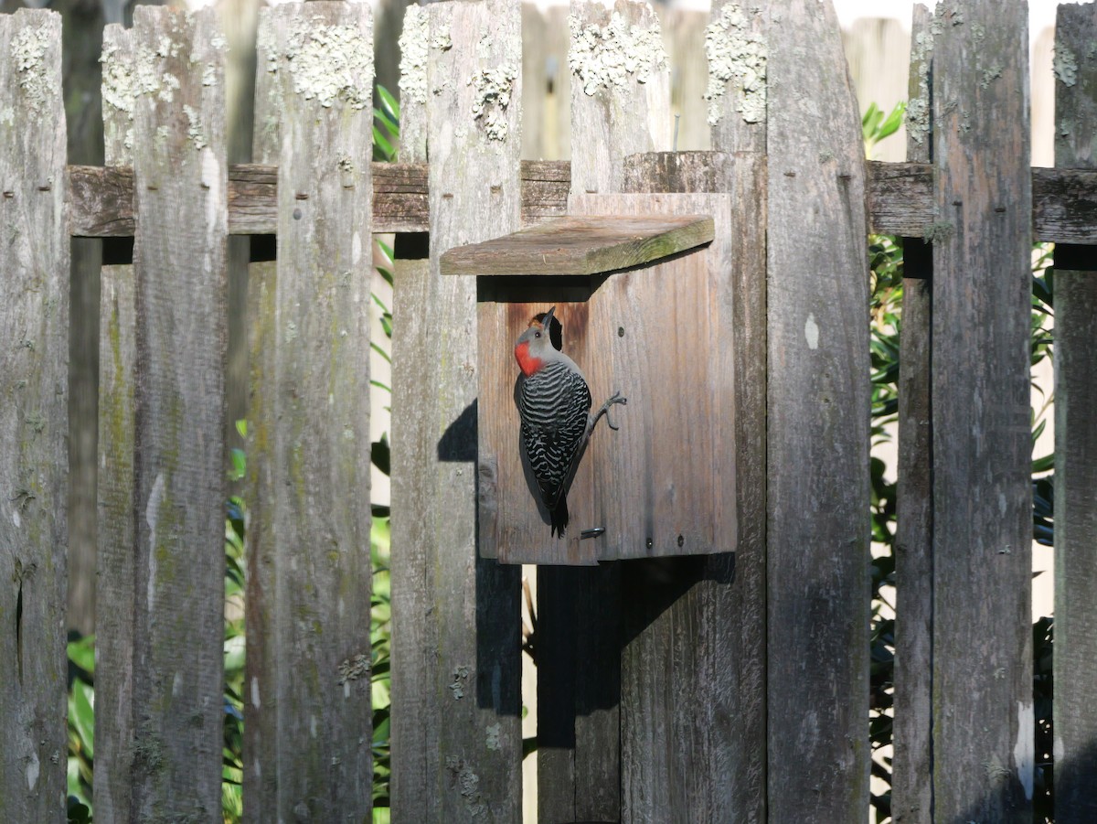 lundspett - ML644547527