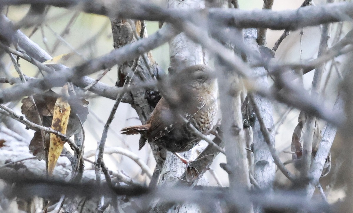 Winter Wren - ML644547529