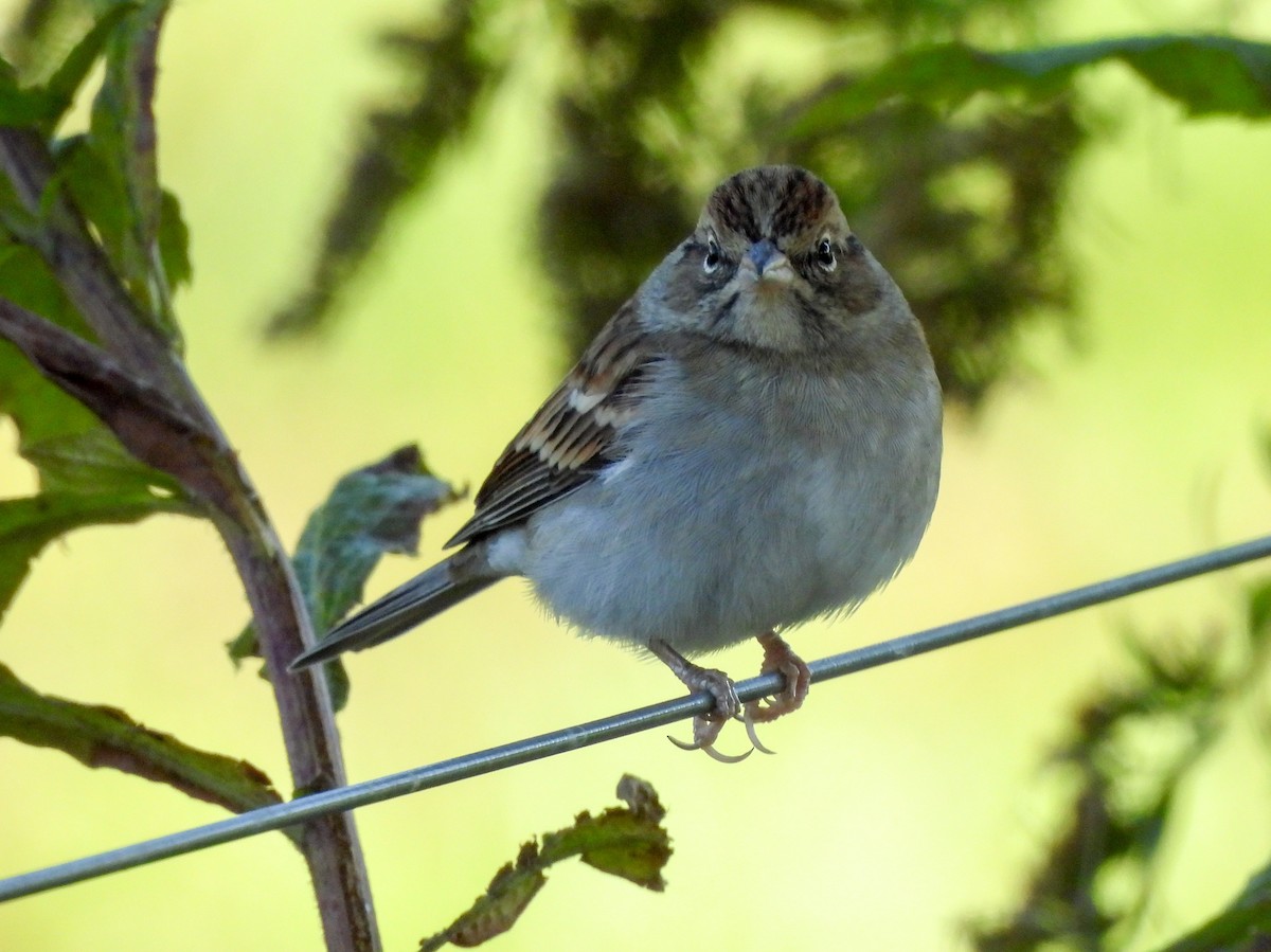 brunissespurv - ML644547530