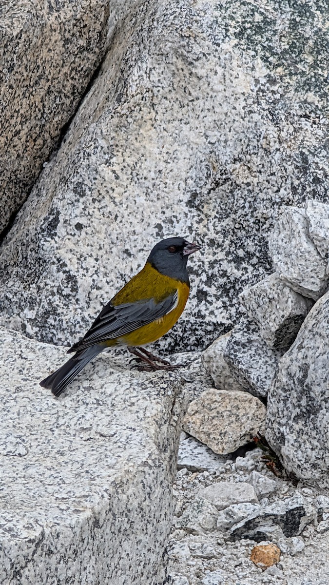 peruandesspurv - ML644547531