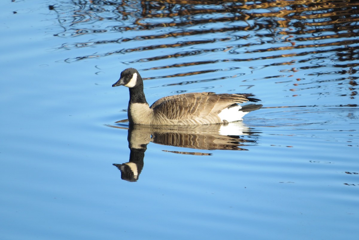 polargås/kanadagås - ML644547532