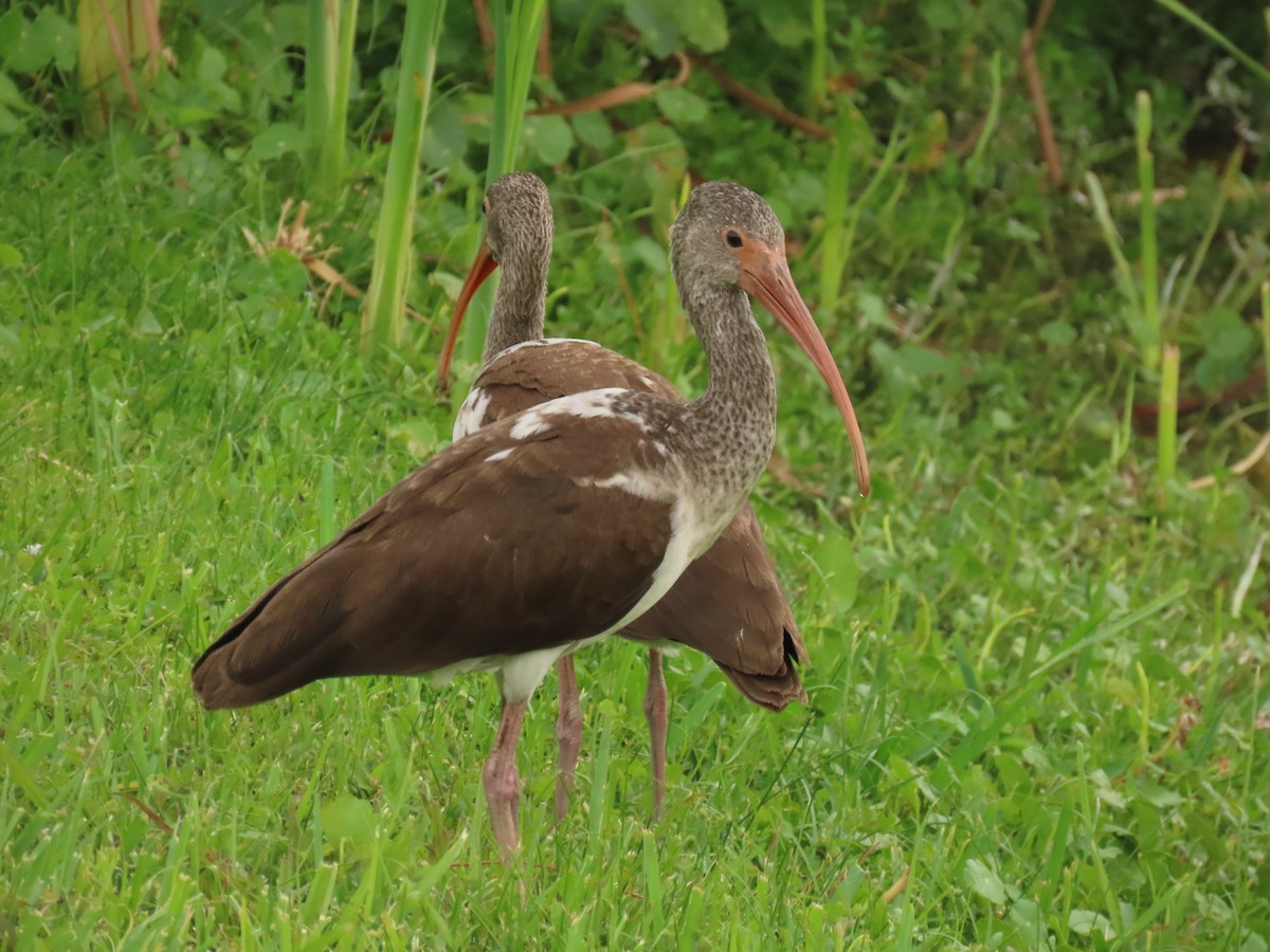 hvitibis - ML644547534