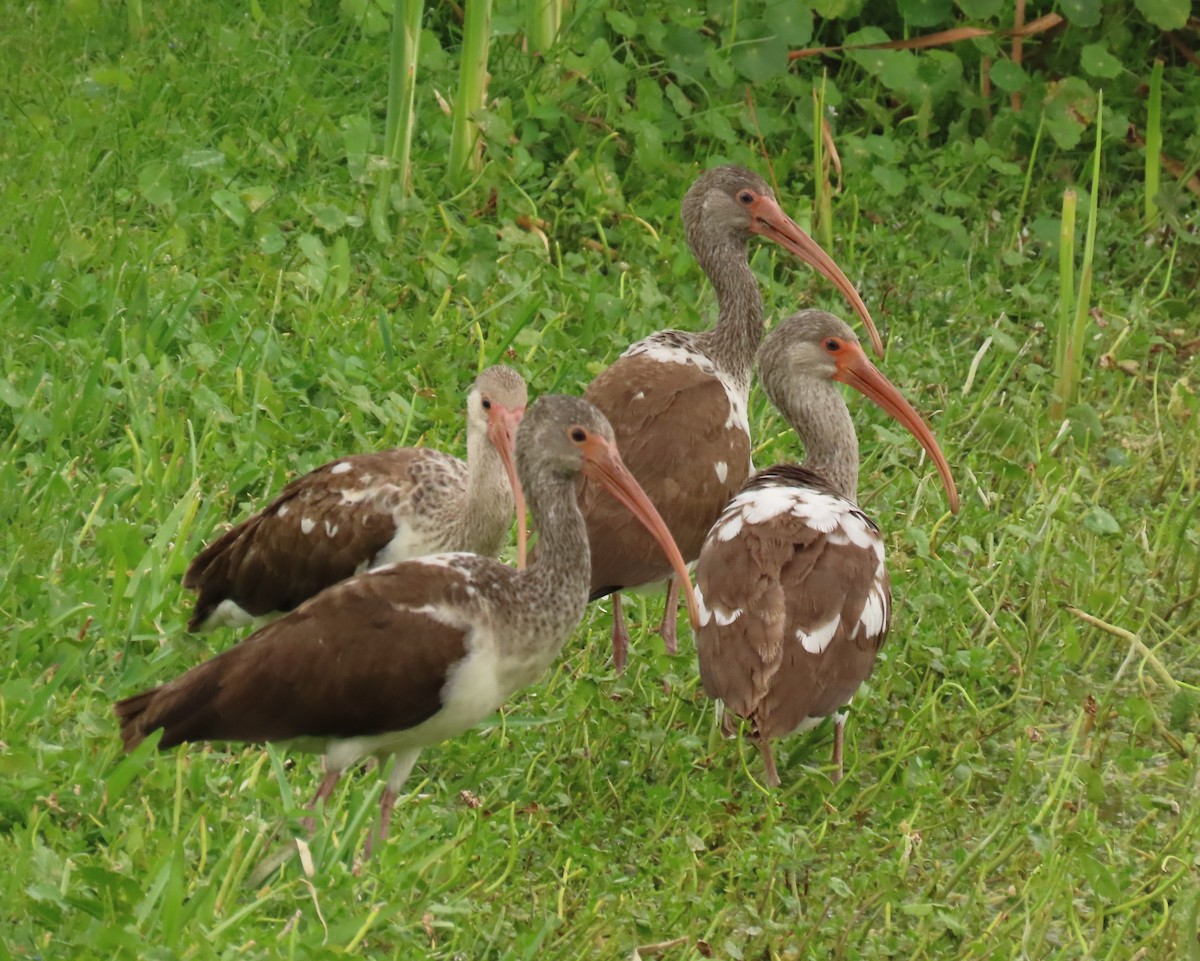 hvitibis - ML644547535