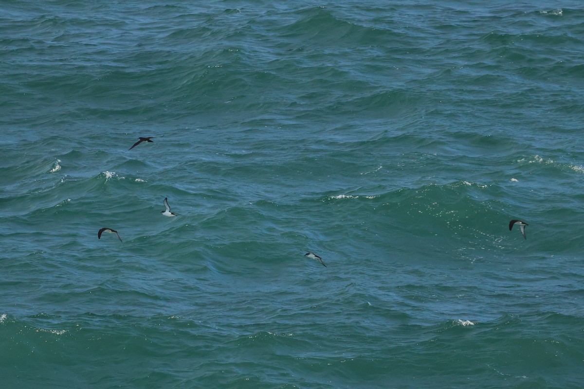 havlire - ML644547536