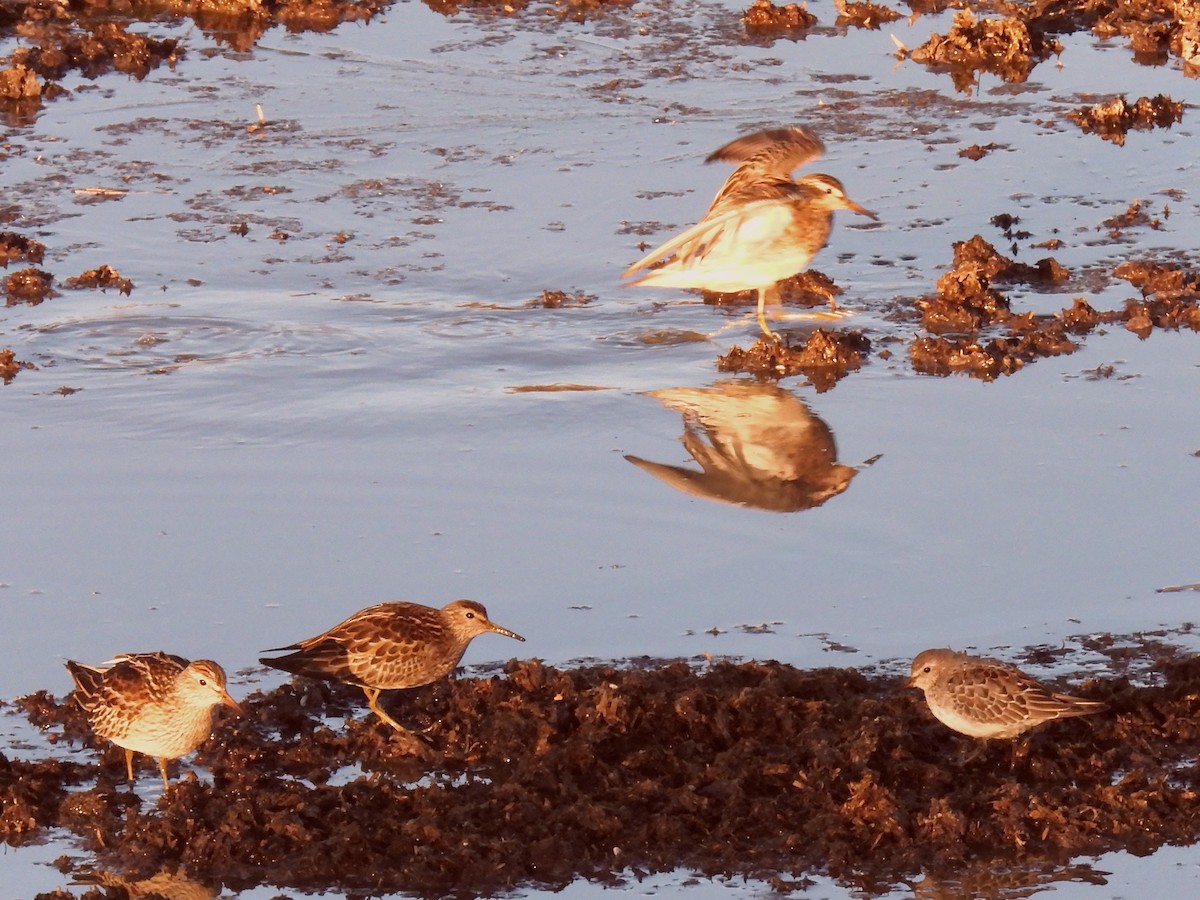 alaskasnipe - ML644547537