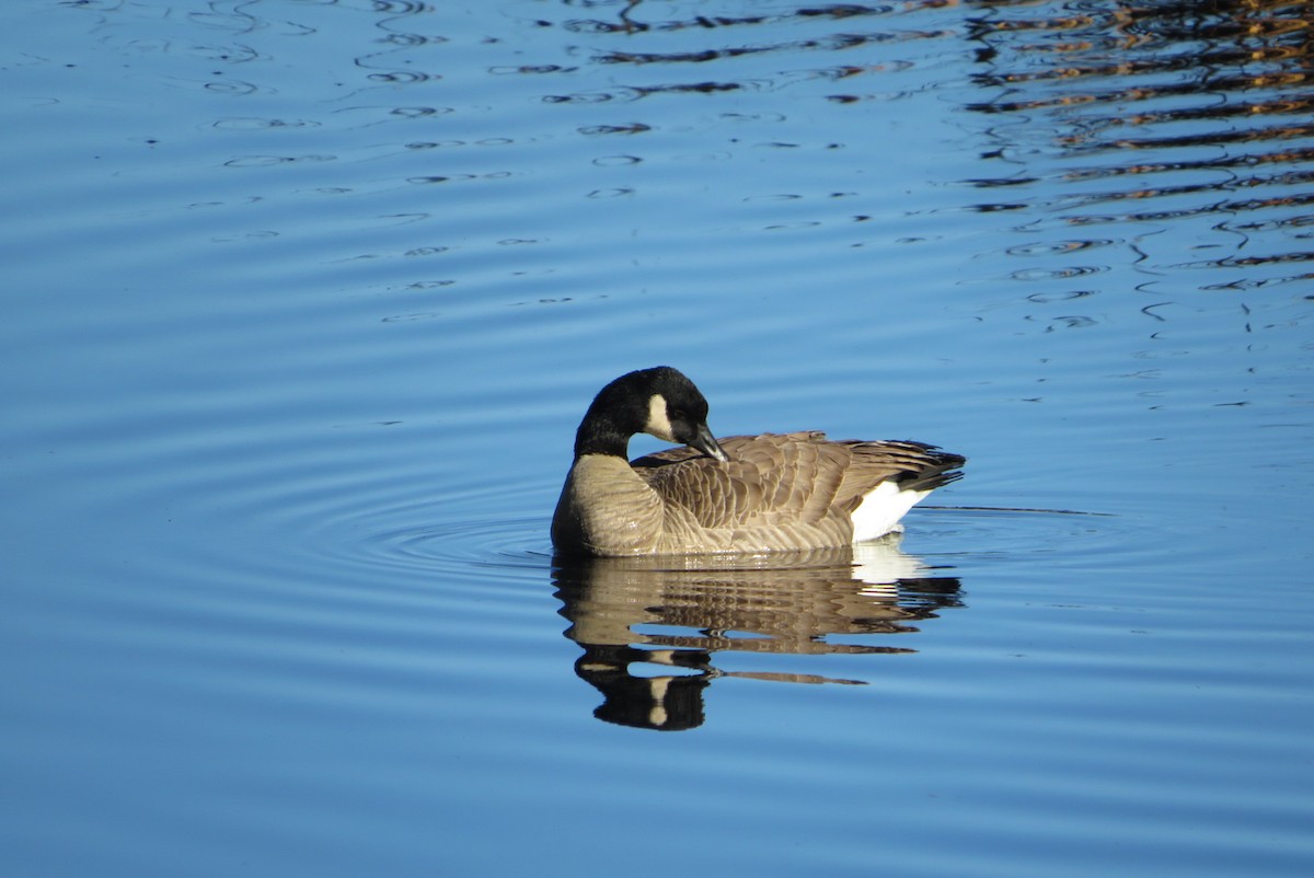 polargås/kanadagås - ML644547538