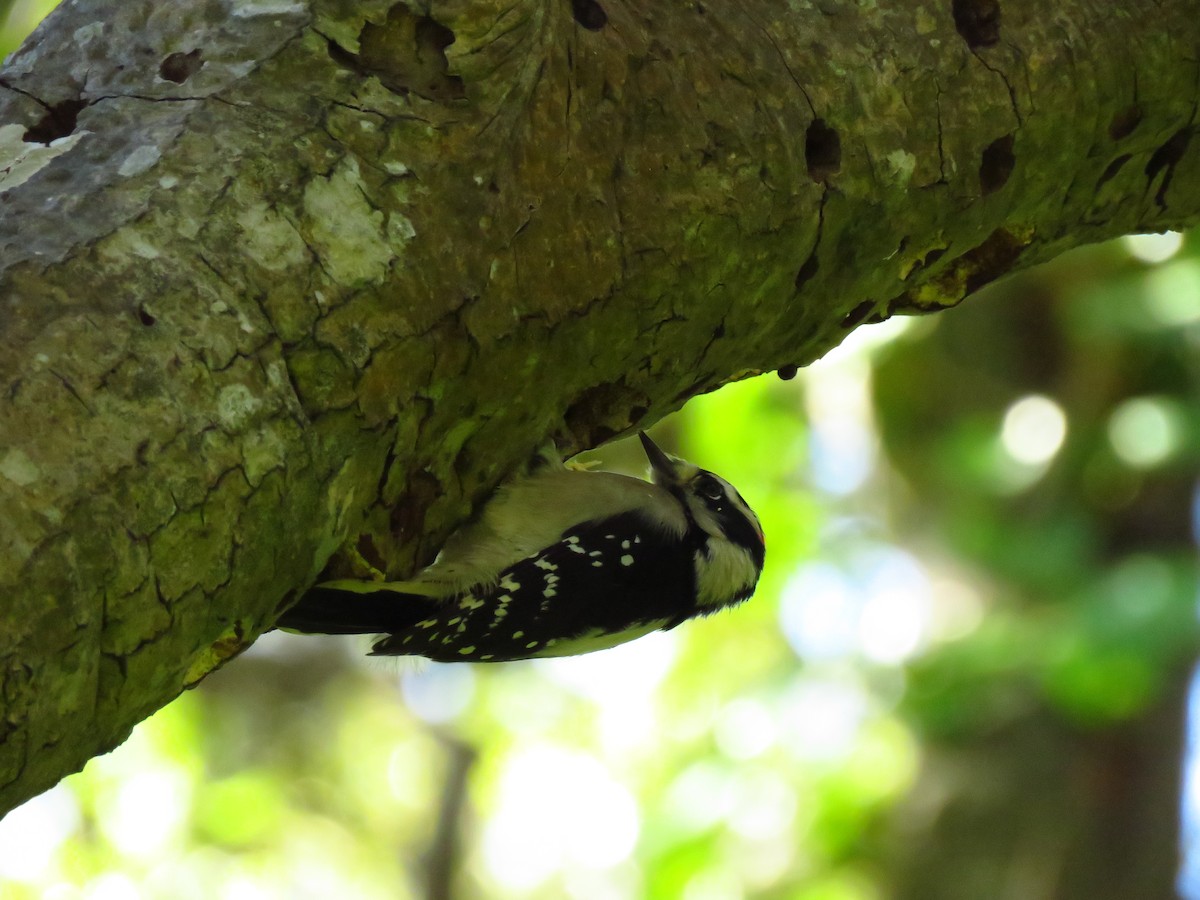 dunspett (gairdnerii/turati) - ML644547539