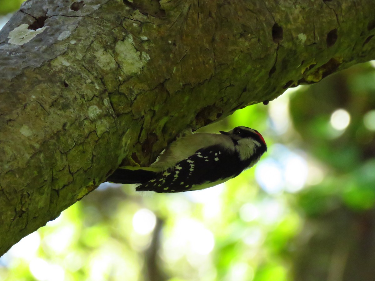 dunspett (gairdnerii/turati) - ML644547540