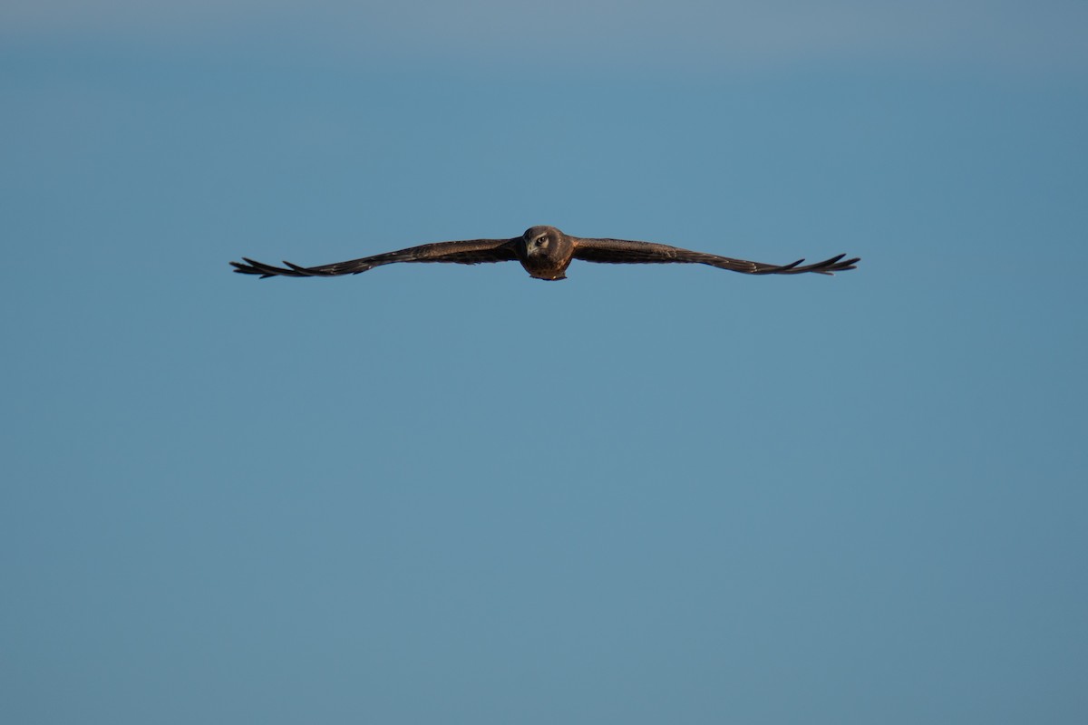 mørkmyrhauk - ML644547541