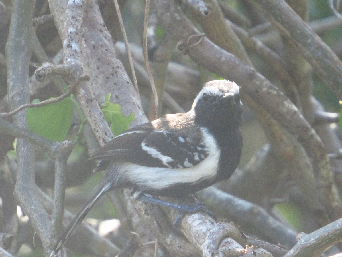 hvitsidemaursmett - ML644547543