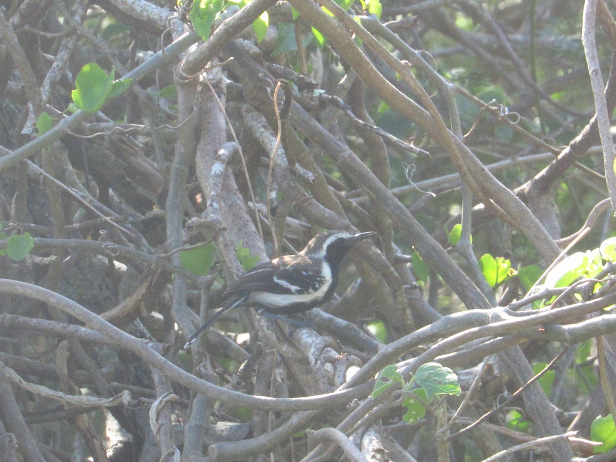 hvitsidemaursmett - ML644547544