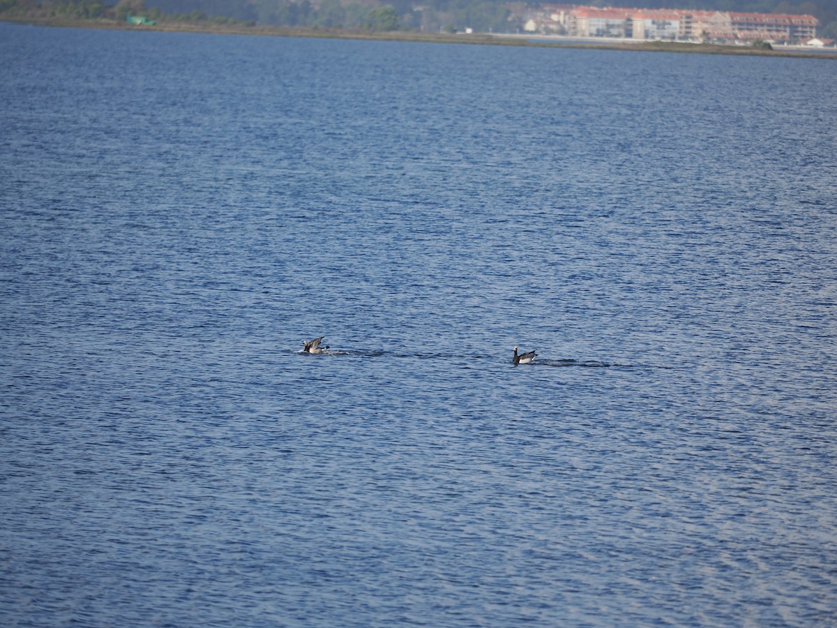 Barnacle Goose - ML644547545