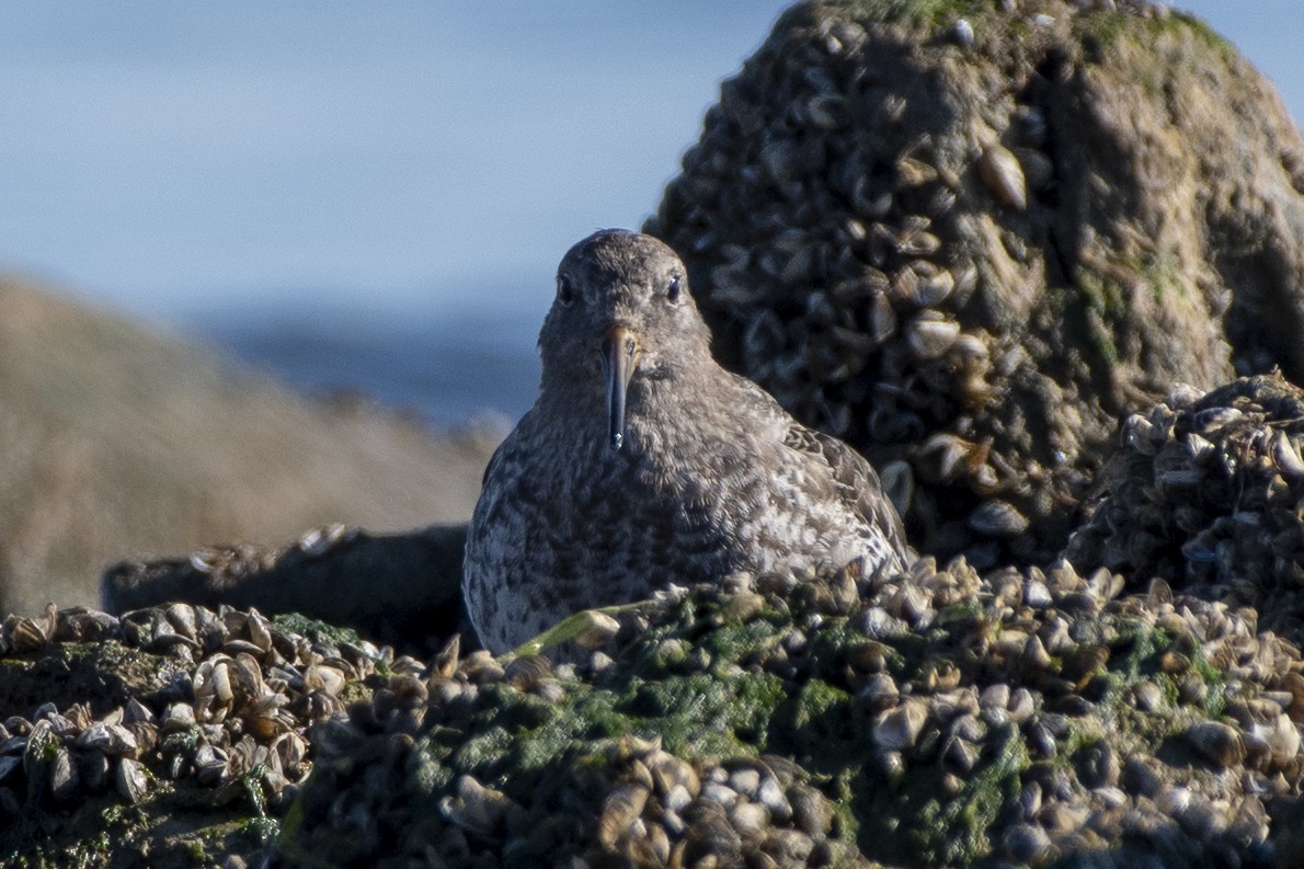 fjæreplytt - ML644547546