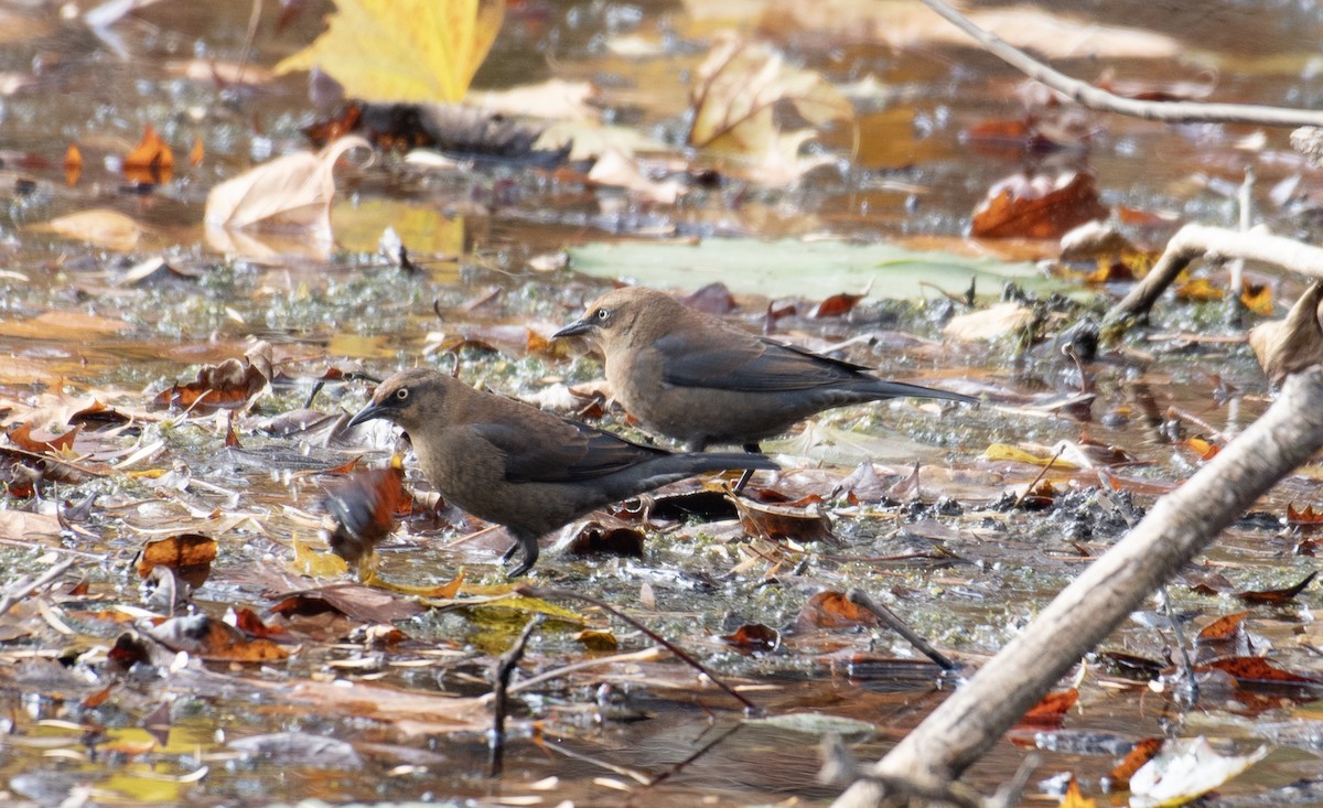 kanadatrupial - ML644547559