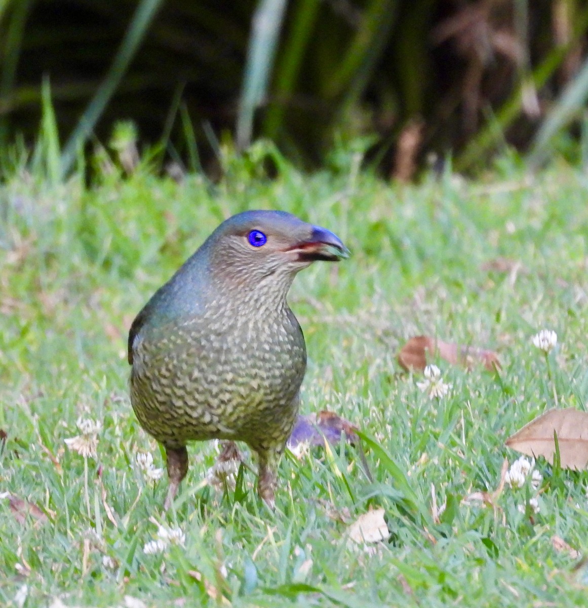 atlaskgartner - ML644547561