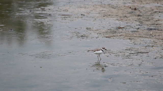 Pluvier petit-gravelot - ML644547563