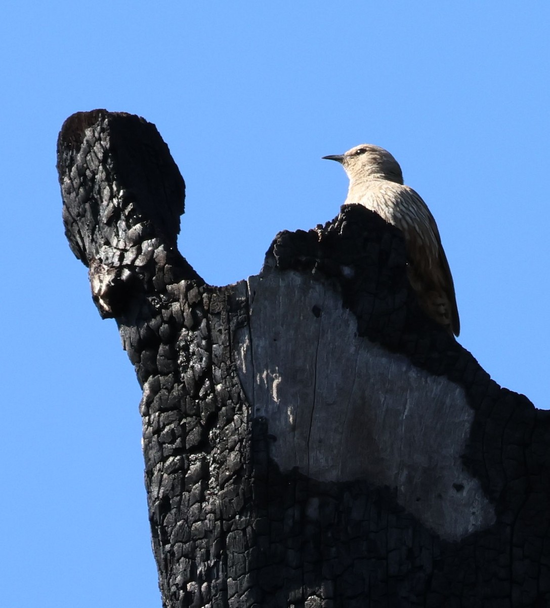 brunbarkkryper - ML644547564