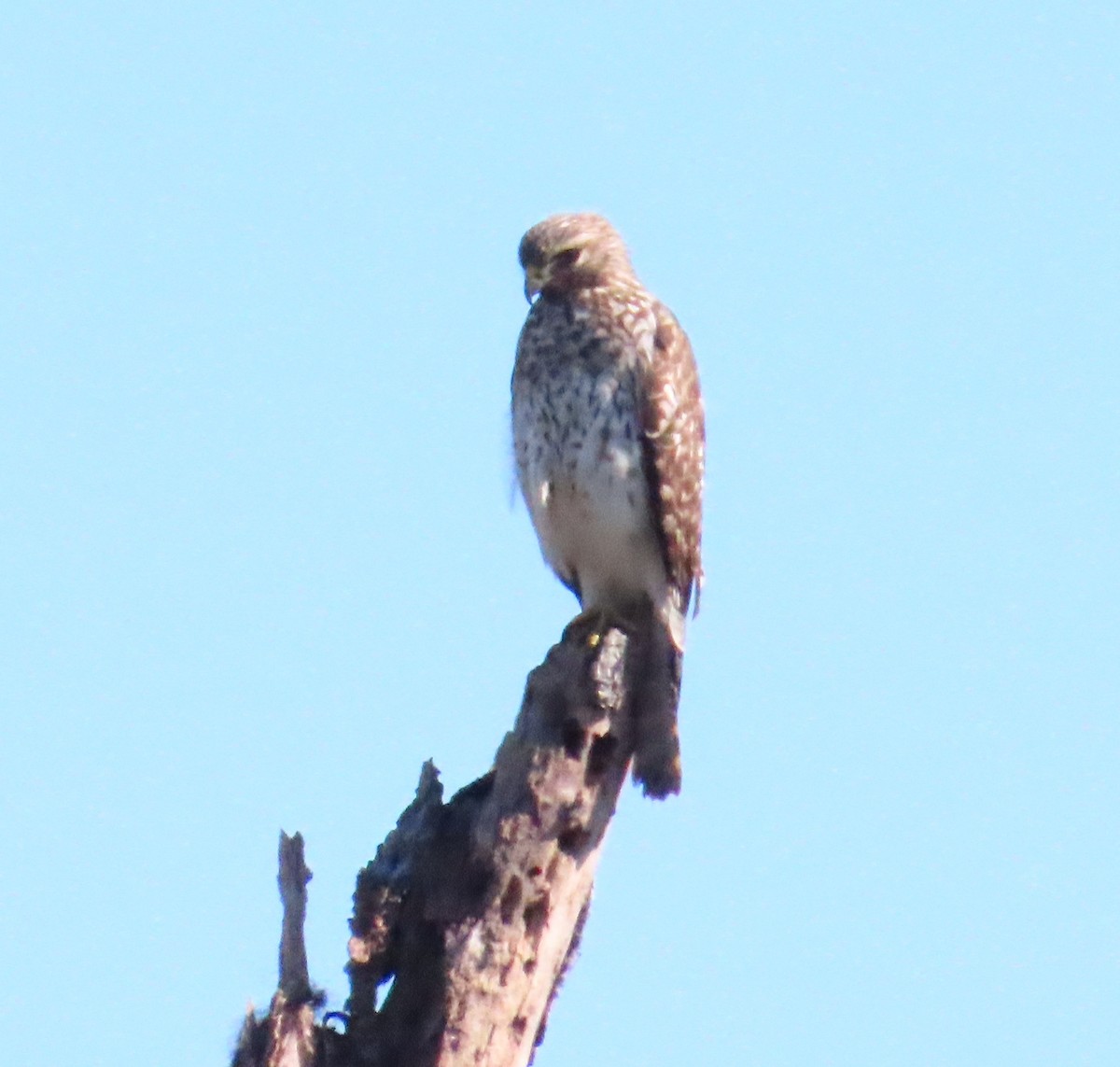 Red-shouldered Hawk - ML644547565