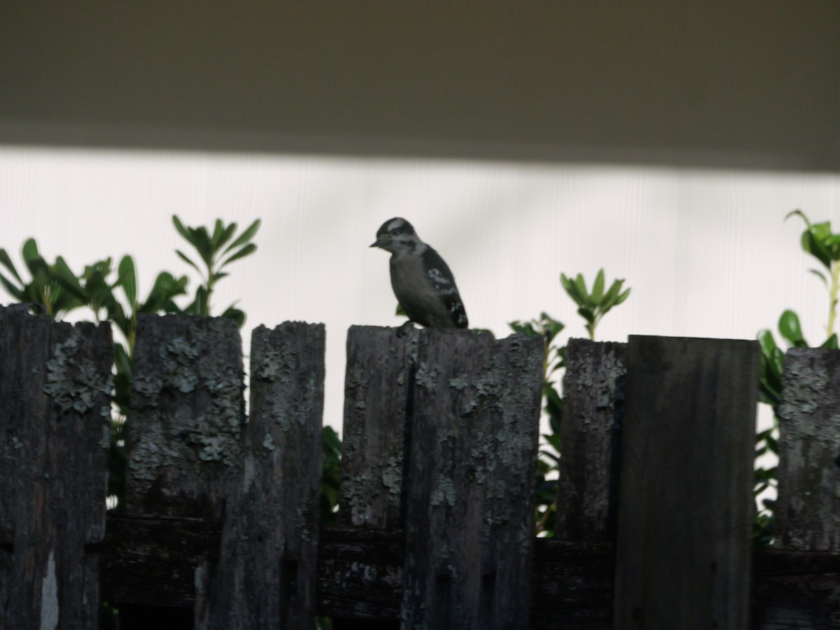 dunspett (pubescens/medianus) - ML644547566