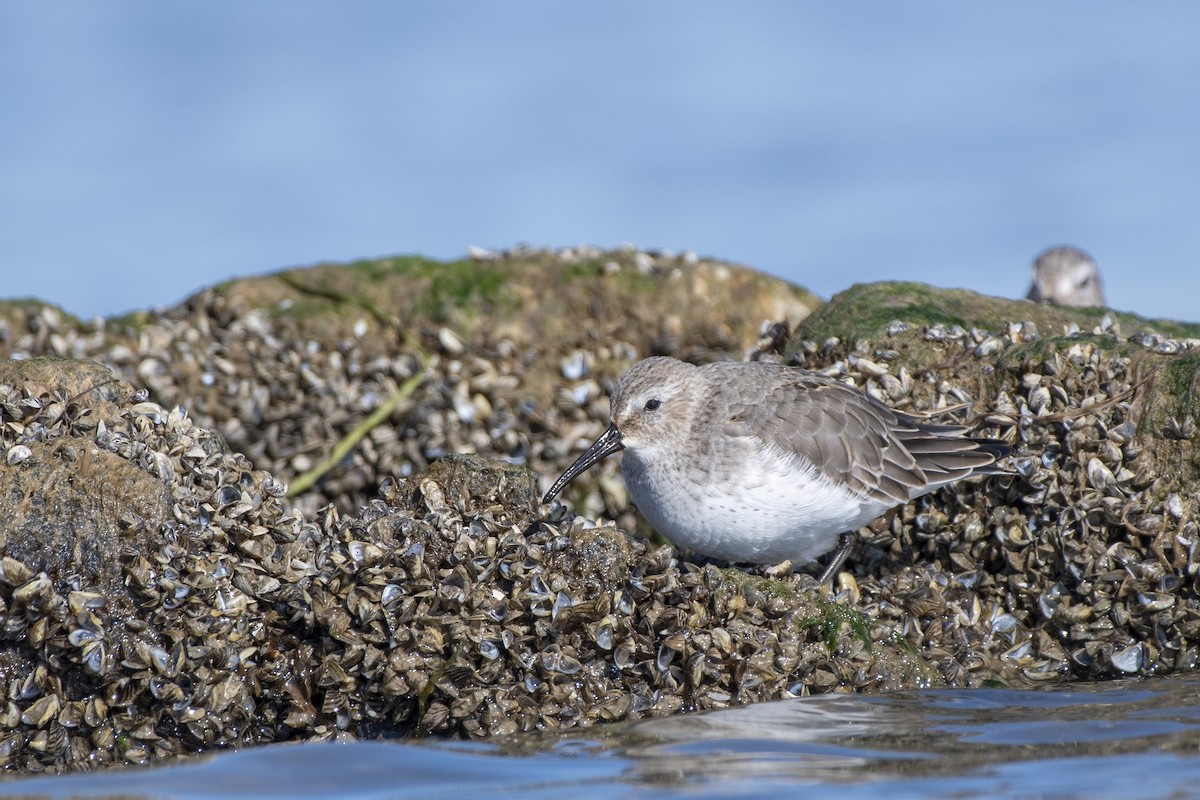 Alpenstrandläufer - ML644547567
