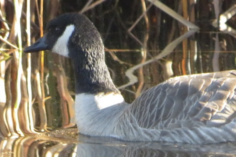 polargås/kanadagås - ML644547569