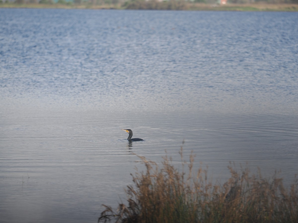 Ubarroi handia - ML644547570