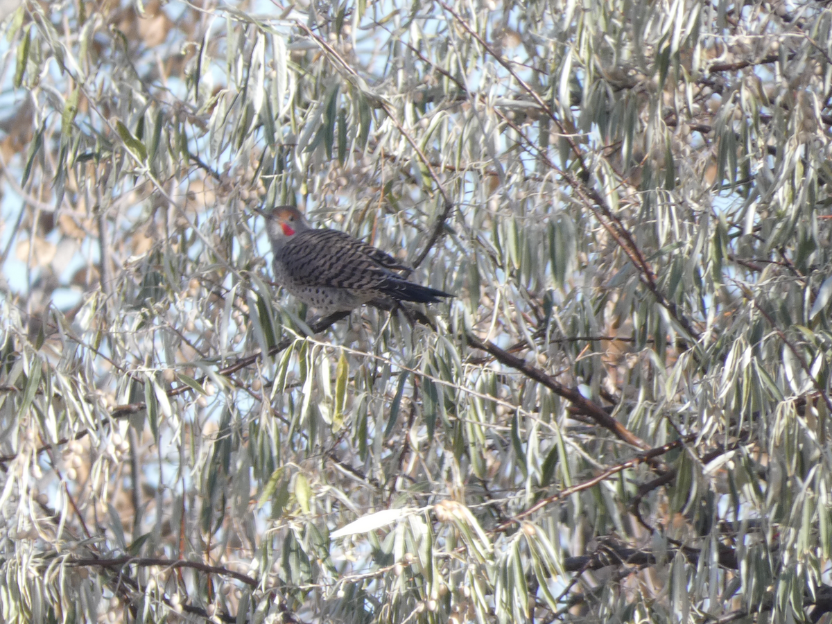 ハシボソキツツキ - ML644547573