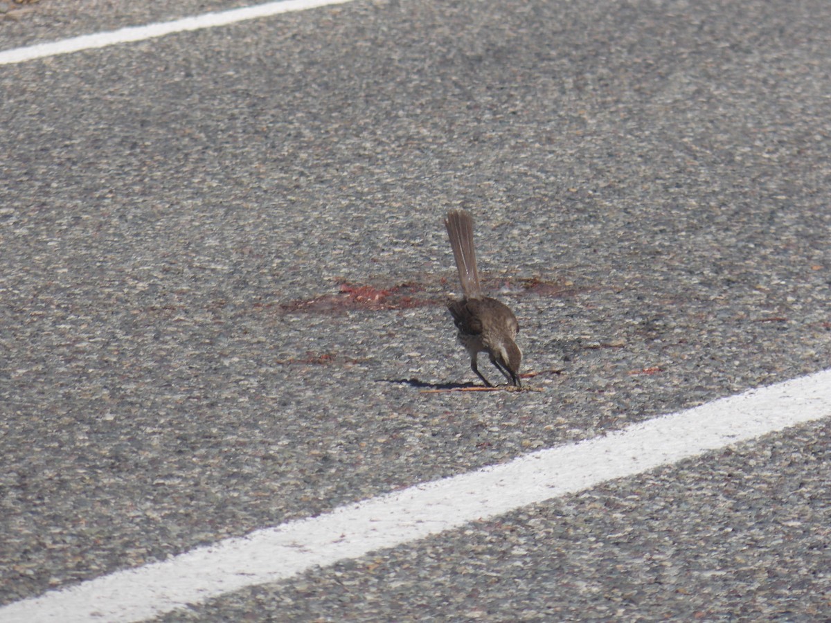 Chilean Mockingbird - ML644547574