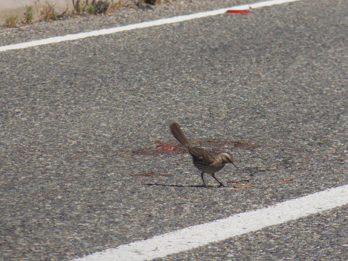 Chilean Mockingbird - ML644547575