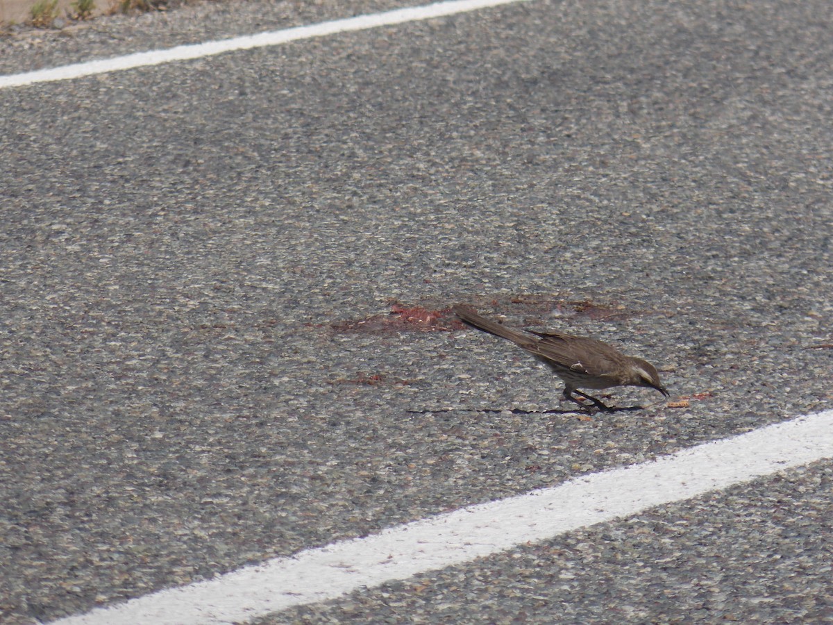 Chilean Mockingbird - ML644547576