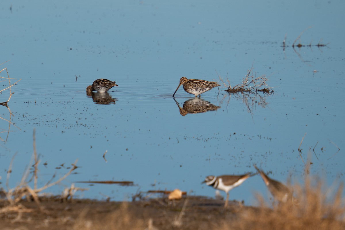 アメリカタシギ - ML644547578
