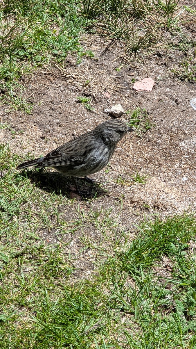 Ash-breasted Sierra Finch - ML644547585