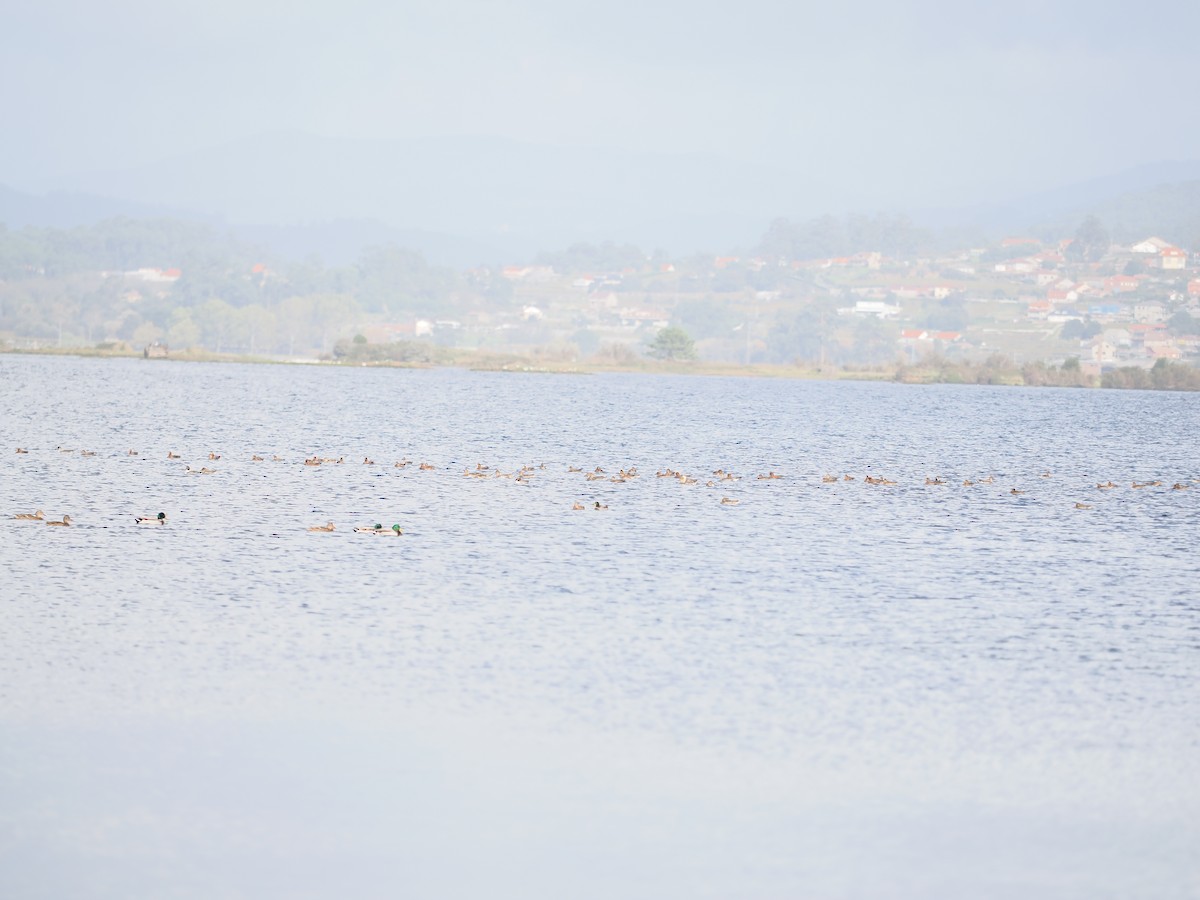 Basahatea - ML644547590