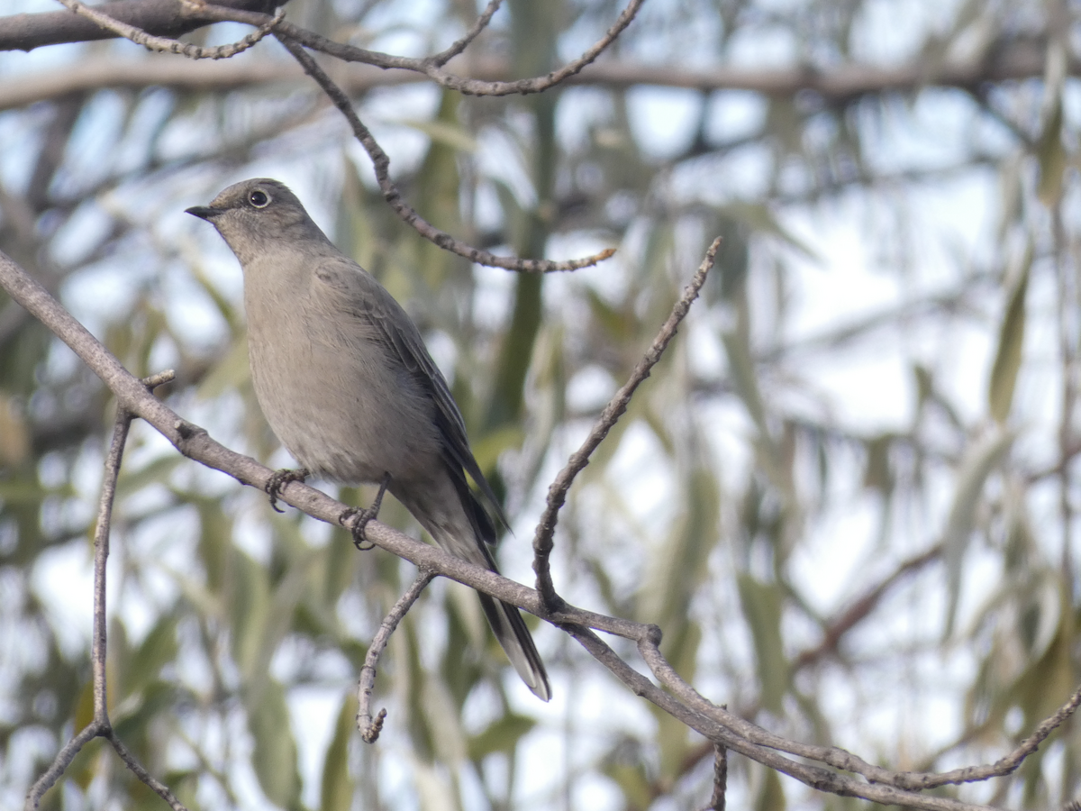 ハエトリツグミ - ML644547593