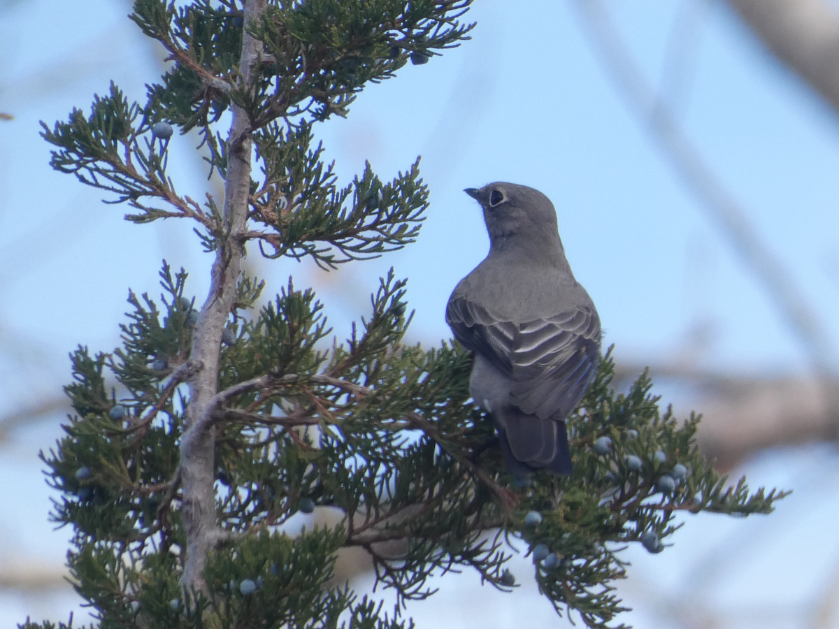 ハエトリツグミ - ML644547594
