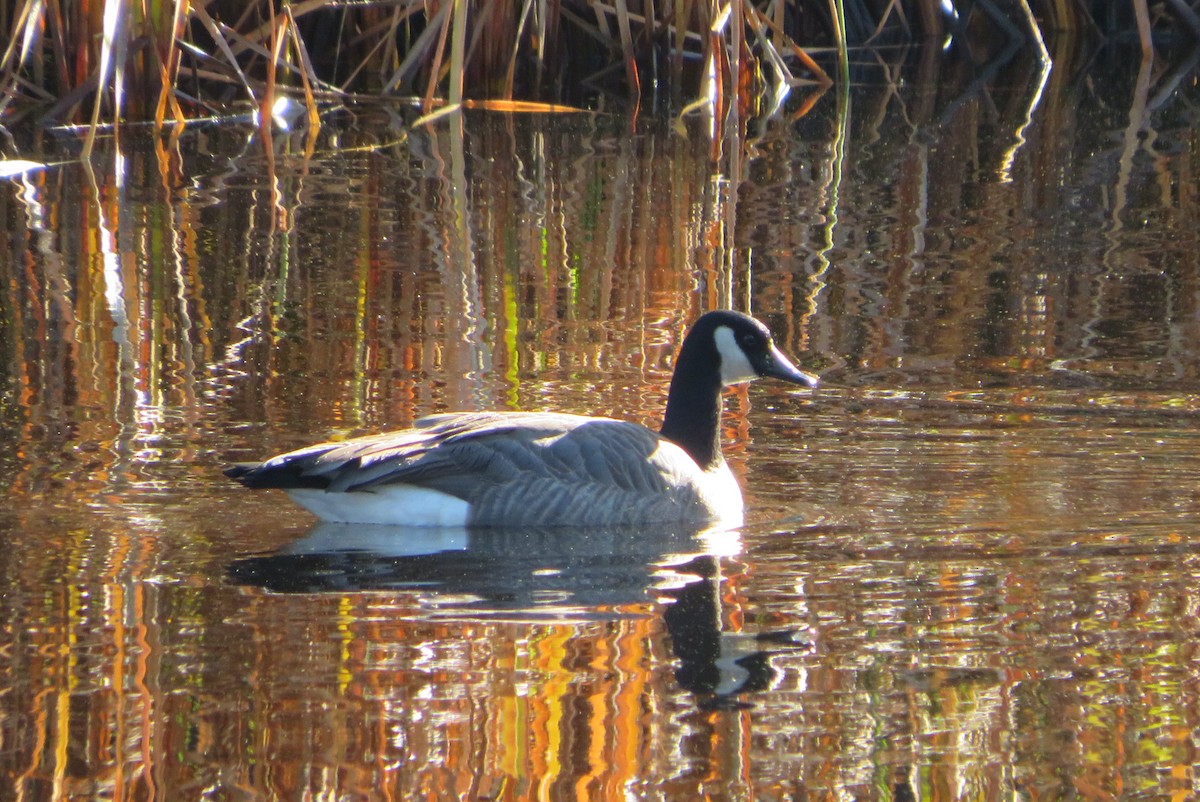 Canada Goose - ML644547595