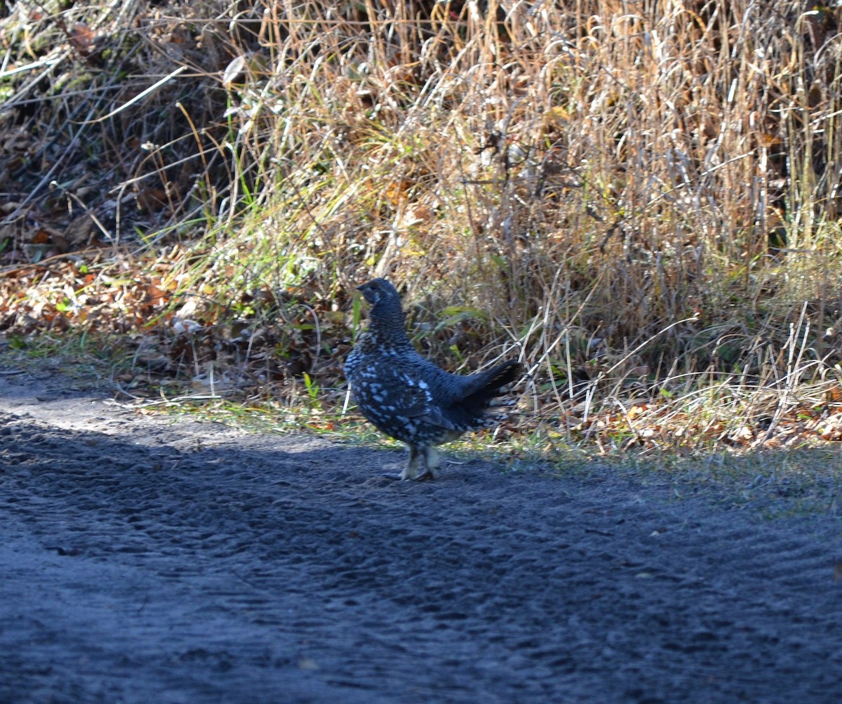 ハリモミライチョウ - ML644547596