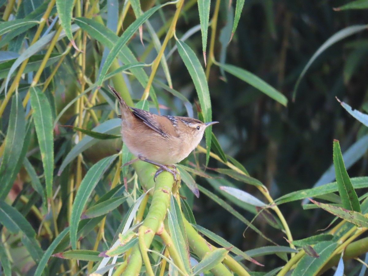 Marsh Wren (palustris Group) - ML644547598