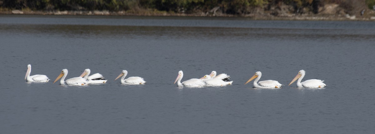American White Pelican - ML644547601