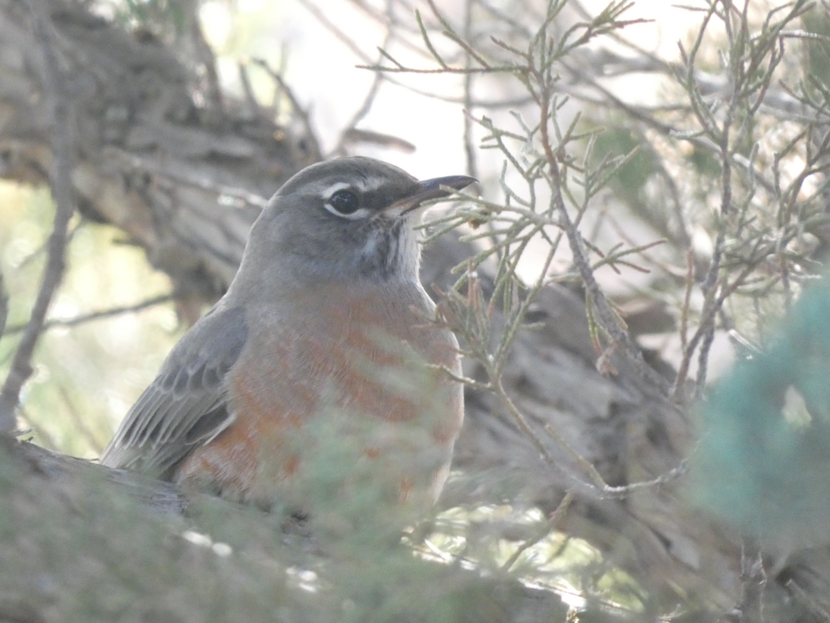 コマツグミ - ML644547613