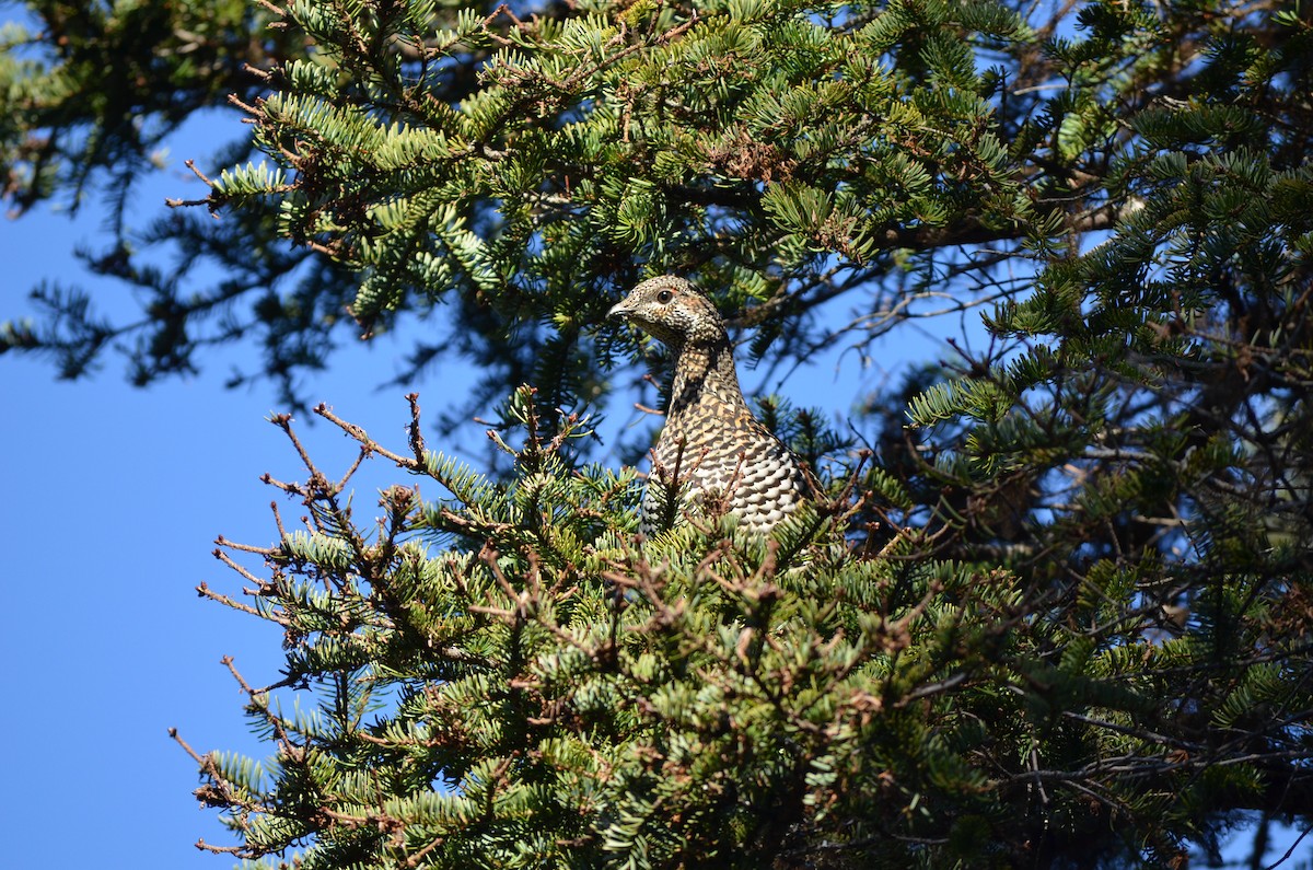 ハリモミライチョウ - ML644547617