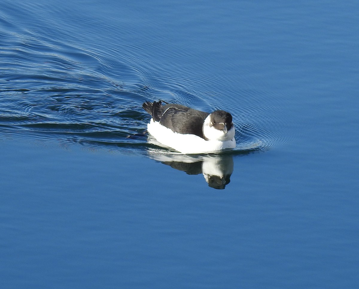 Razorbill - ML644547618