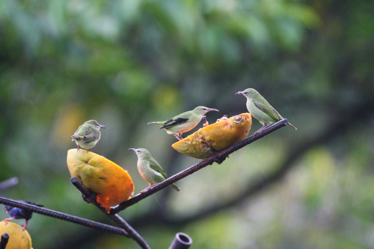 Танагра-медоїд бірюзова - ML644547622