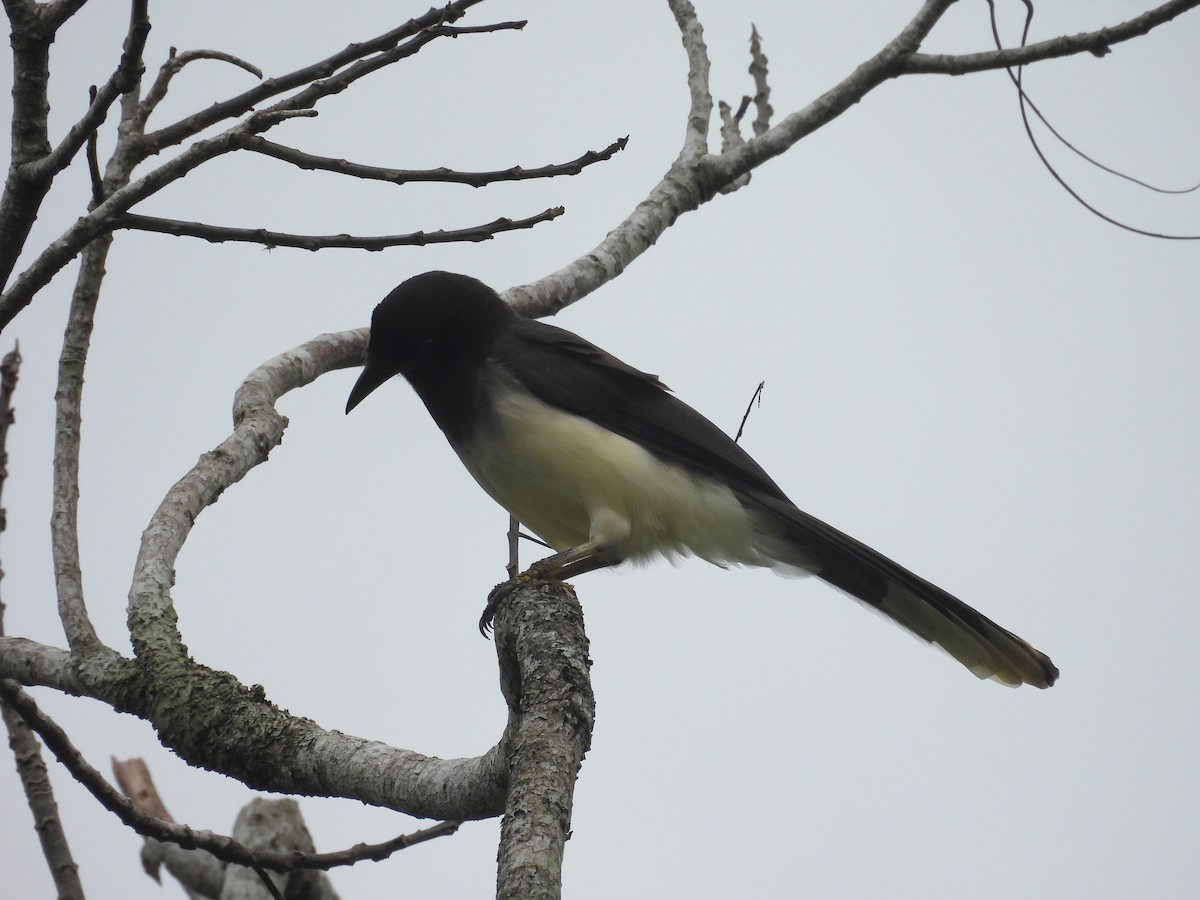 Brown Jay - ML644547628